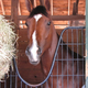 Illustration for article titled There Is Another: Brother Of Barbaro Romps In First Win
